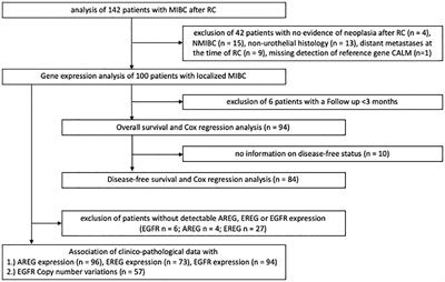 Prognostic significance of EGFR, AREG and EREG amplification and gene expression in muscle invasive bladder cancer